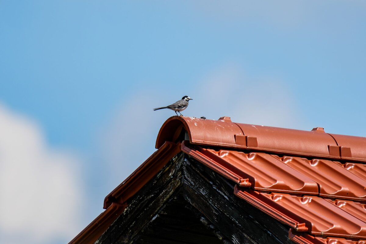 reconnaître oiseaux quartier cas usage profil