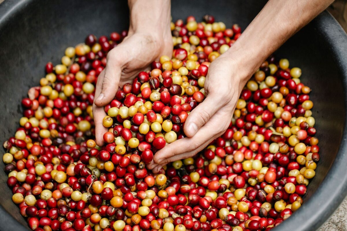 Choisir son café en grains, capsules ou filtre : 3 routines pour un réveil net et maîtrisé