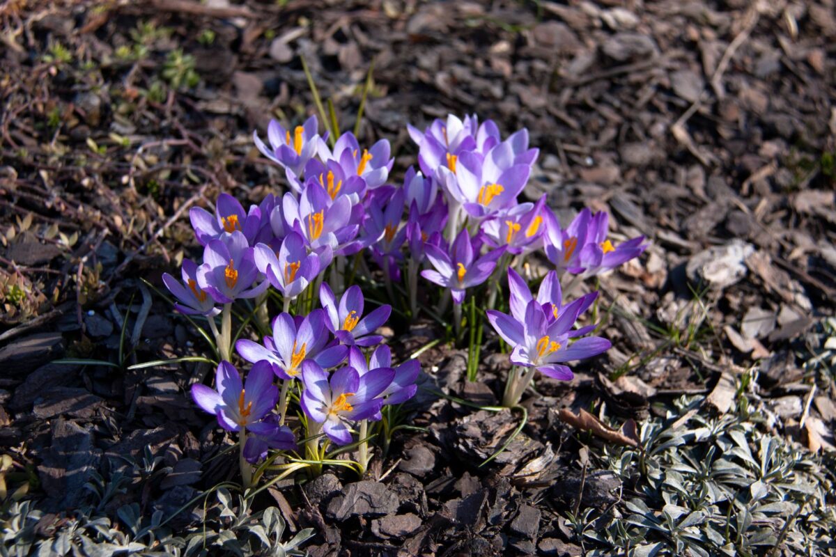 jardin début printemps première visite repérer